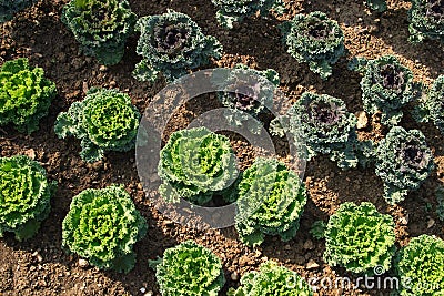 Geometrically planted green cabbages Stock Photo