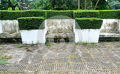 Geometrics Shape Cut Bush Tree Stock Photo