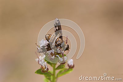 Georgeous Bee Fly 708848 Stock Photo