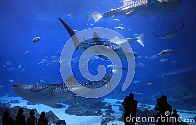 Georgia Aquarium, USA Editorial Stock Photo