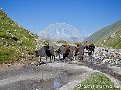 Georgian shepherd leading his herd of cows in beautiful Truso valley in Kazbegi region, Caucasus mountains, Georgia. Stock Photo