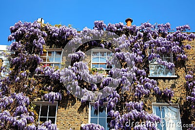 Georgian terraced town house with wisteria Stock Photo