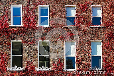 Georgian windows surrounded by ivy.Dublin.Ireland Stock Photo