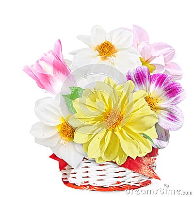 Georgina flowers and pink tulip in white red basket. Bouquet of colorful flowers isolated on white background Stock Photo