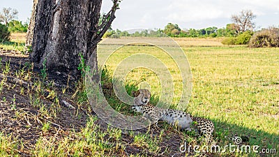 A sleeping cheetah in the Okavango Delta. Stock Photo