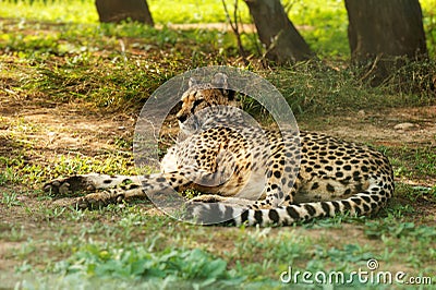 Gepard resting. Stock Photo