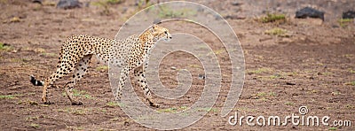 A gepard in the savannah of Kenya Stock Photo