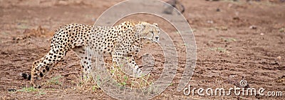 A gepard is walking in the savannah Stock Photo