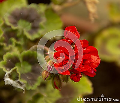 Geramnium packstar rose on a garden background. Stock Photo