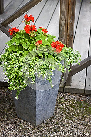 Geranium in concrete flower pot Stock Photo