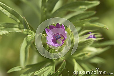 Geranium dissectum in bloom Stock Photo