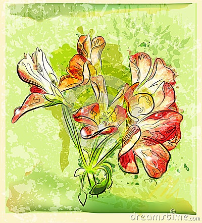 Geranium flower Vector Illustration