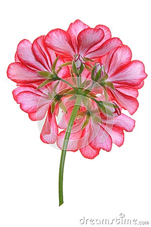 Geranium flower, back Stock Photo