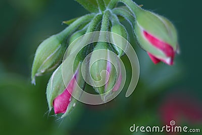 Geranium flower, Flower bud. Beautiful green versus red. Stock Photo