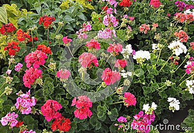 Geranium Flowers Blossom Background from Downtown of Niagara-on-the-Lake in Ontario province Stock Photo