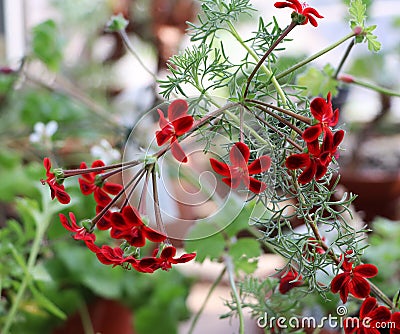 Geranium flowers. Red. â„–2 Stock Photo