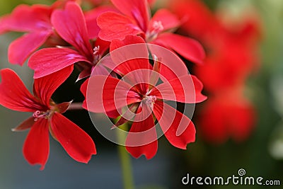 Geranium hybrid of Pelargonium peltatum Stock Photo