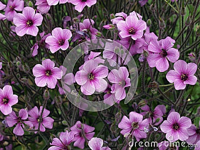 Geranium maderense, known as giant herb-Robert or the Madeira cranesbil Stock Photo