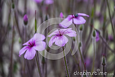 Geranium maderense, known as giant herb-Robert[1] or the Madeira cranesbill, is a species of flowering plant in the Geraniaceae Stock Photo
