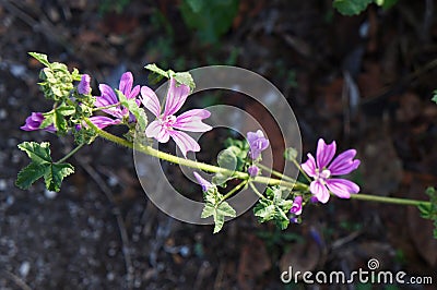 Geranium molle or the pink cranesbill Stock Photo