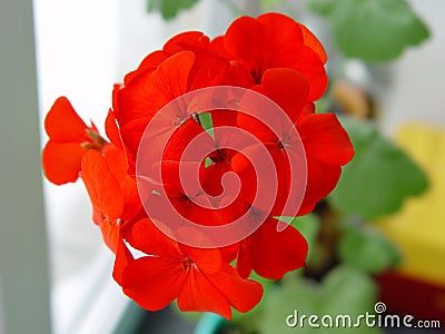 Geranium. Stock Photo