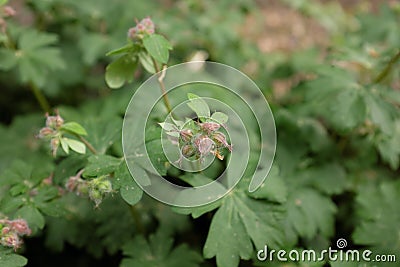 Geranium oxonianum Stock Photo