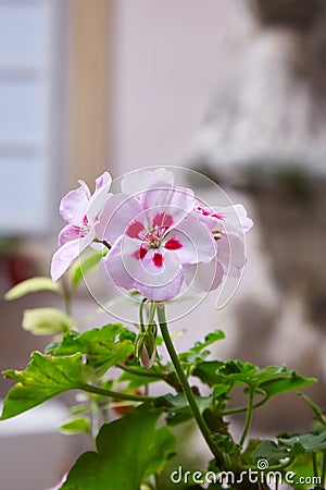 Geranium Pelargonium. Flowerbed. Garden plants. Stock Photo