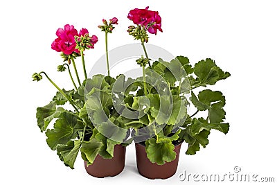Geranium Pelargonium Stock Photo