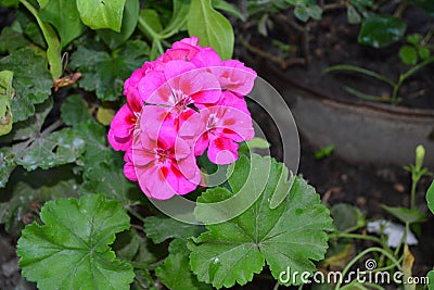 Pelargonium. Flowerbed. Garden plants. House plants Stock Photo