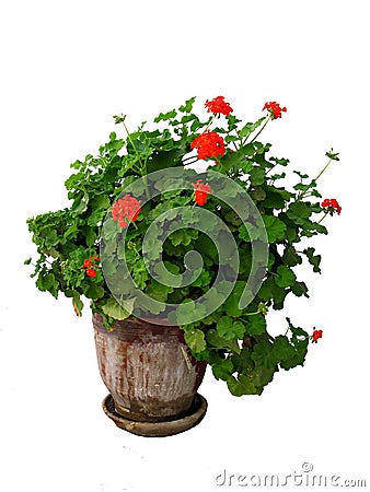 A geranium plant Stock Photo