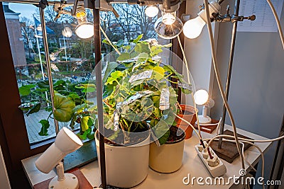 Photosynthesis Ecperiment in Biology Stock Photo