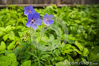 Geranium pratense in green foliage is close Stock Photo