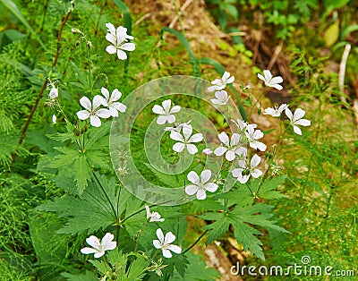 Geranium pratense Stock Photo