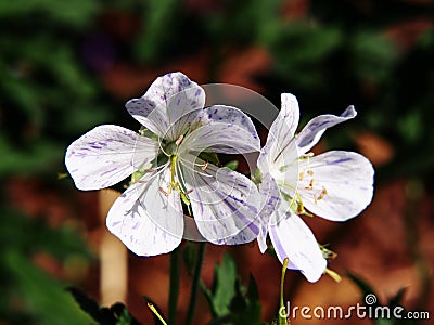 Geranium pratense `Splish-Splash` Stock Photo