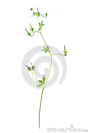 Geranium pusillum on white background Stock Photo