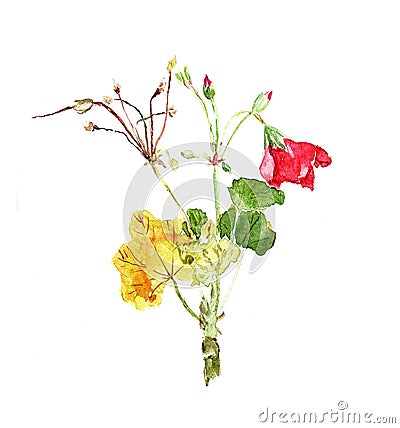 Geranium red flowers and green leaf with yellow on white background. Watercolor hand-drawn illustration. Perfect for greeting card Cartoon Illustration