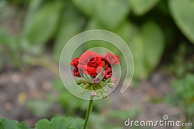 Pelargonium. Flowerbed. Garden plants. House plants Stock Photo