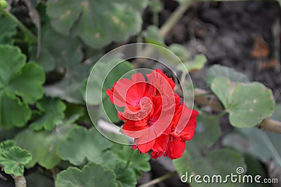 Pelargonium. Flowerbed. Garden plants. House plants Stock Photo