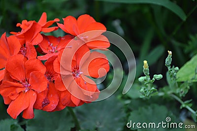 Pelargonium. Flowerbed. Garden plants. House plants Stock Photo