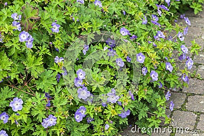 Geranium Rozanne `Gerwa`t Stock Photo