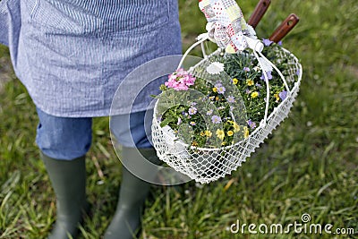 Geranium, seedling, gardening image, planting of flower seedling Stock Photo