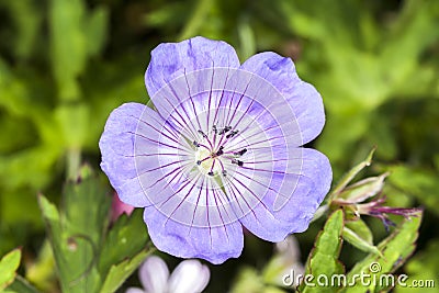 Geranium x oxonianum `A T Johnson` Stock Photo