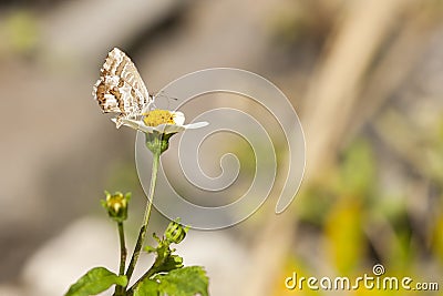 Geraniumblauwtje, Geranium Bronze, Cacyreus marshalli Stock Photo