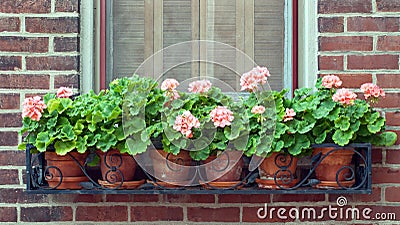 Geraniums in Wrought Iron Window Box Stock Photo