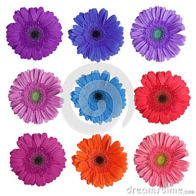 Gerber Daisy Stock Photo