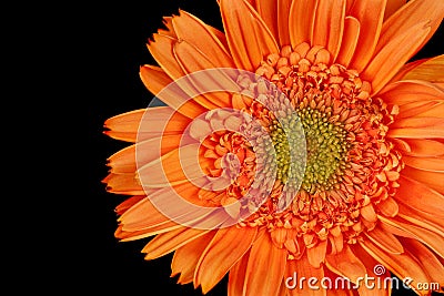 Gerber Daisy, Gerbera Stock Photo