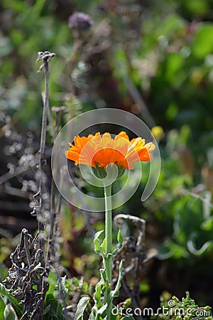 Gerber Daisy in an Insect Meadow Stock Photo