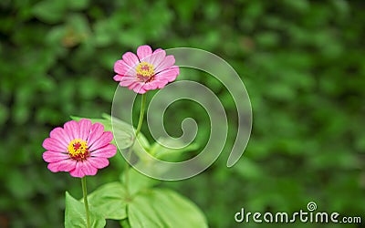 Gerber Daisy Pano Stock Photo