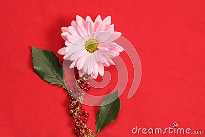 Gerber Daisy on Red Stock Photo