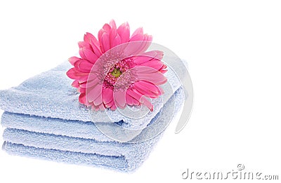 Gerbera on Blue Towel Stock Photo